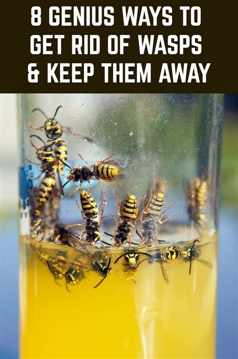 what kills wasps in house